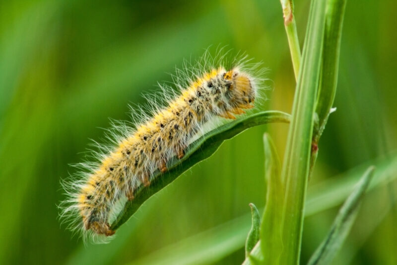 Hairy caterpillar on a green leaf in close-up shot on a green background.