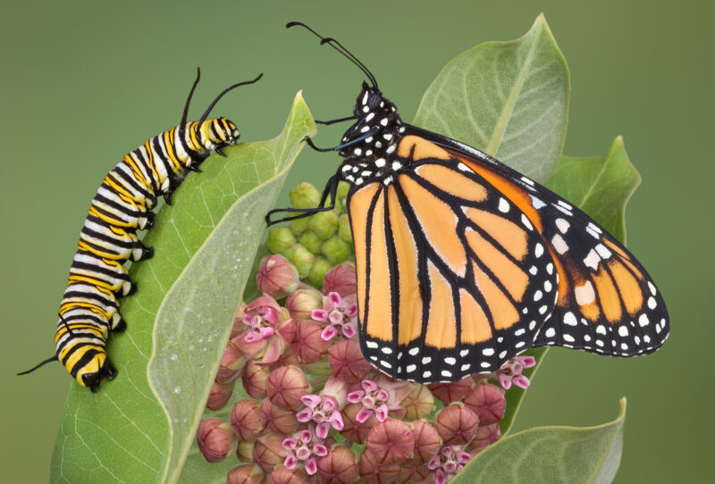 A monarch is sitting with a adult caterpillar on a milkweed plant.