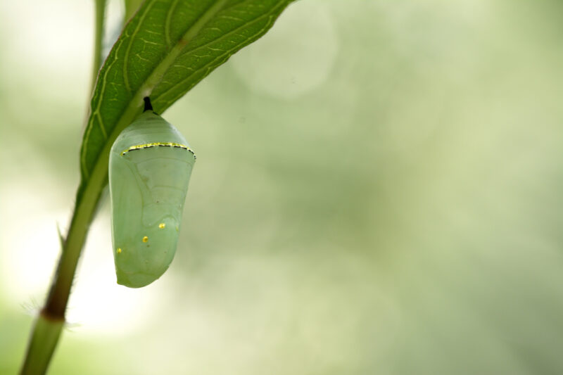 A beautiful monarch butterfly, Danaus plexippus, chrysalis