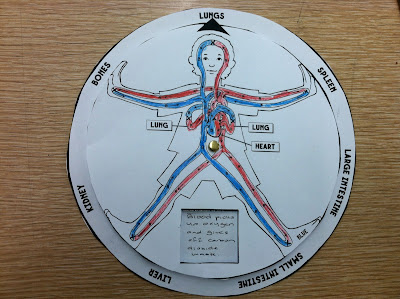 circulation system on a disc for heart and circulatiory system activity