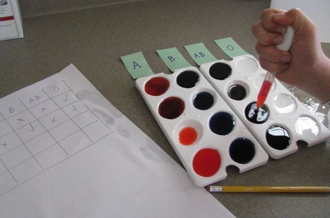 Child mixing food coloring in paint trays with a chart of blood types (Circulatory System Activities)