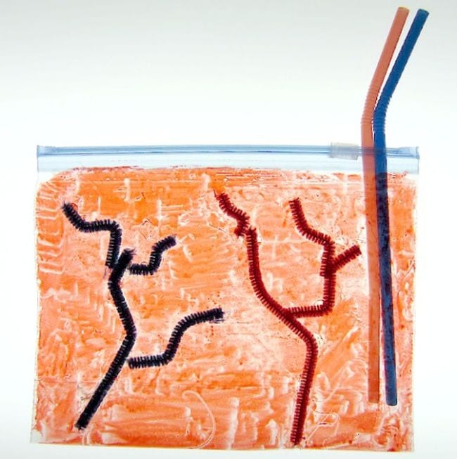 Plastic bag colored red, with veins and arteries made from pipe cleaners and plastic straws (Circulatory System Activities)