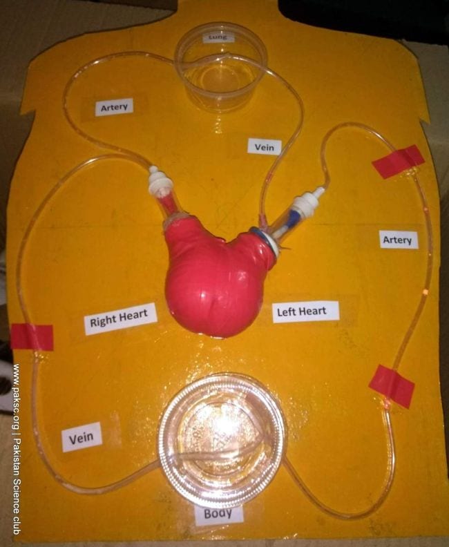 Model of the circulatory system using plastic tubing, balloons, and cups