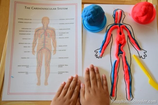 Printout of the circulatory system with a student making a model of the system from Play-Doh