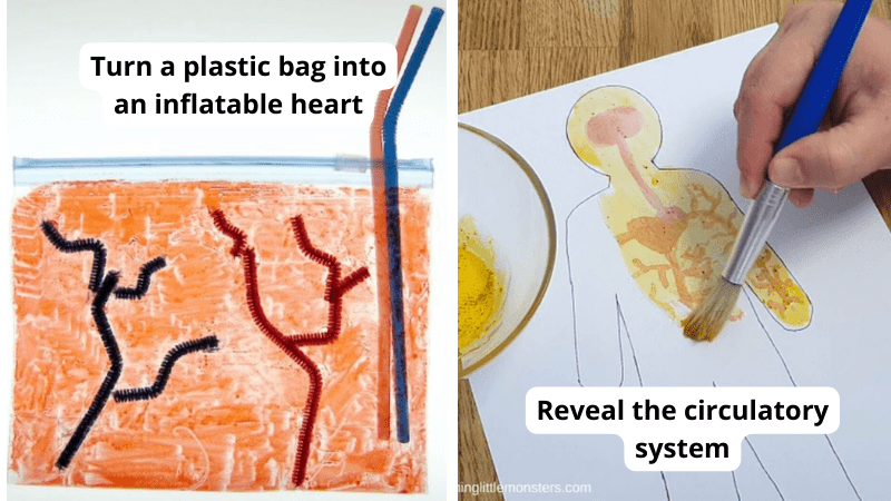 24 Best Circulatory System Activities For Kids