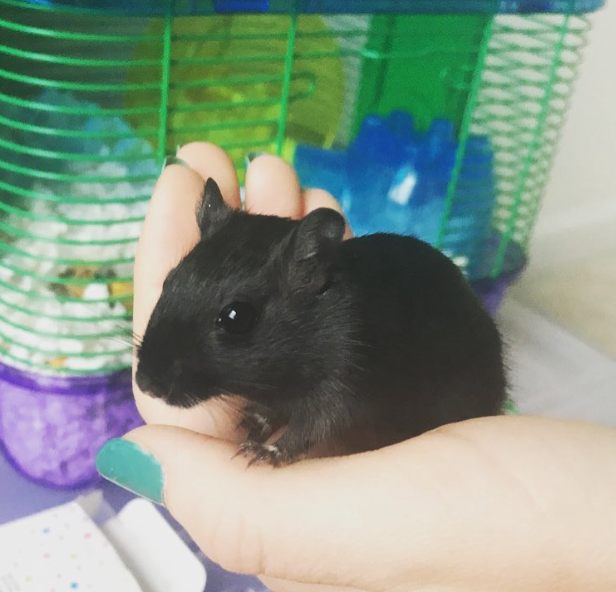 A tiny black gerbil sits in a woman's hand