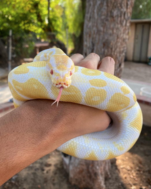 A yellow and white corn snake wrapped around a person's hand