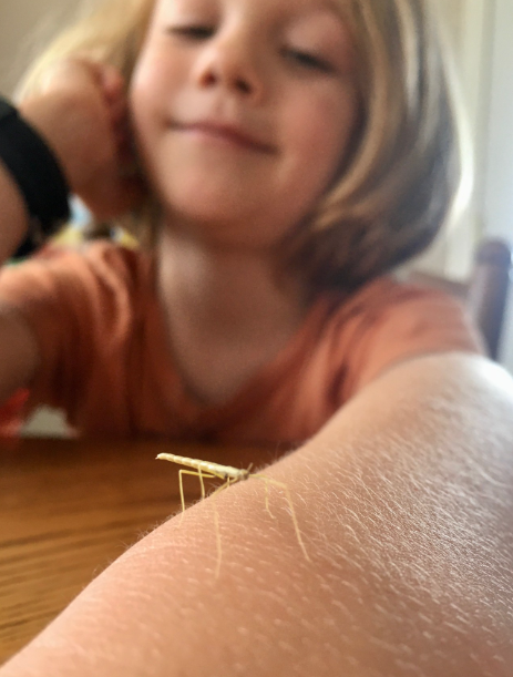 A young girl shows off a stickbug sitting on her arm as an example of best classroom pets