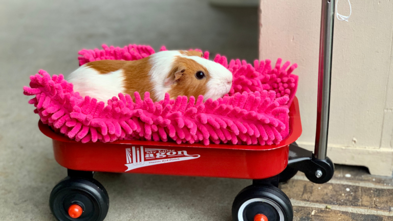 16 Best Classroom Pets, According to Teachers