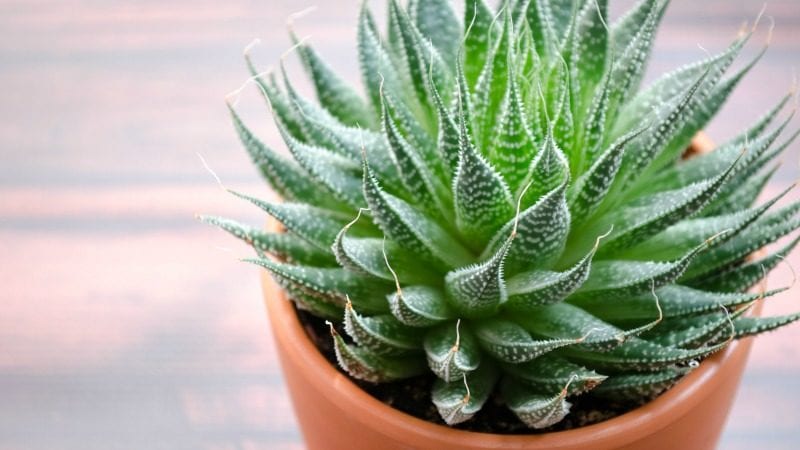 classroom-plants-succulent-WeAreTeachers classroom-plants-succulent-WeAreTeachers