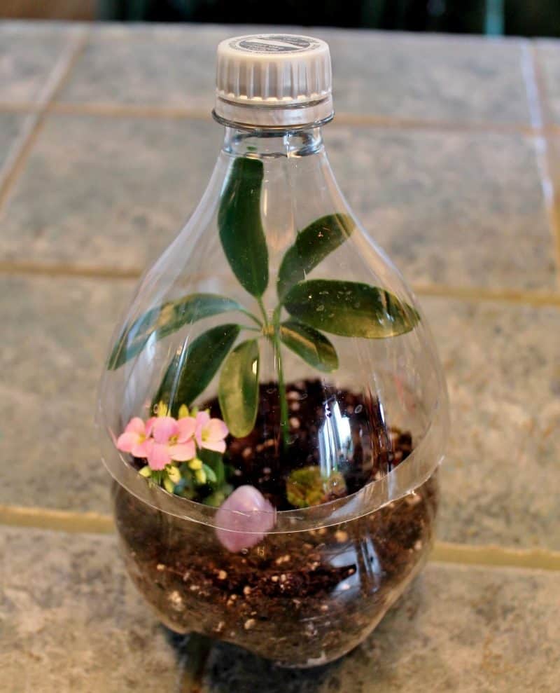 A coke bottle has a terrarium planted inside it (earth day crafts)