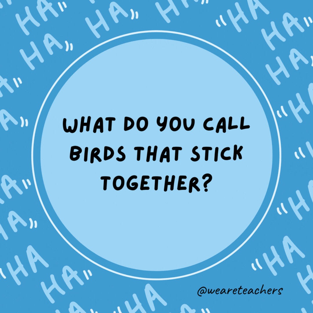 What do you call birds that stick together? Velcrows.