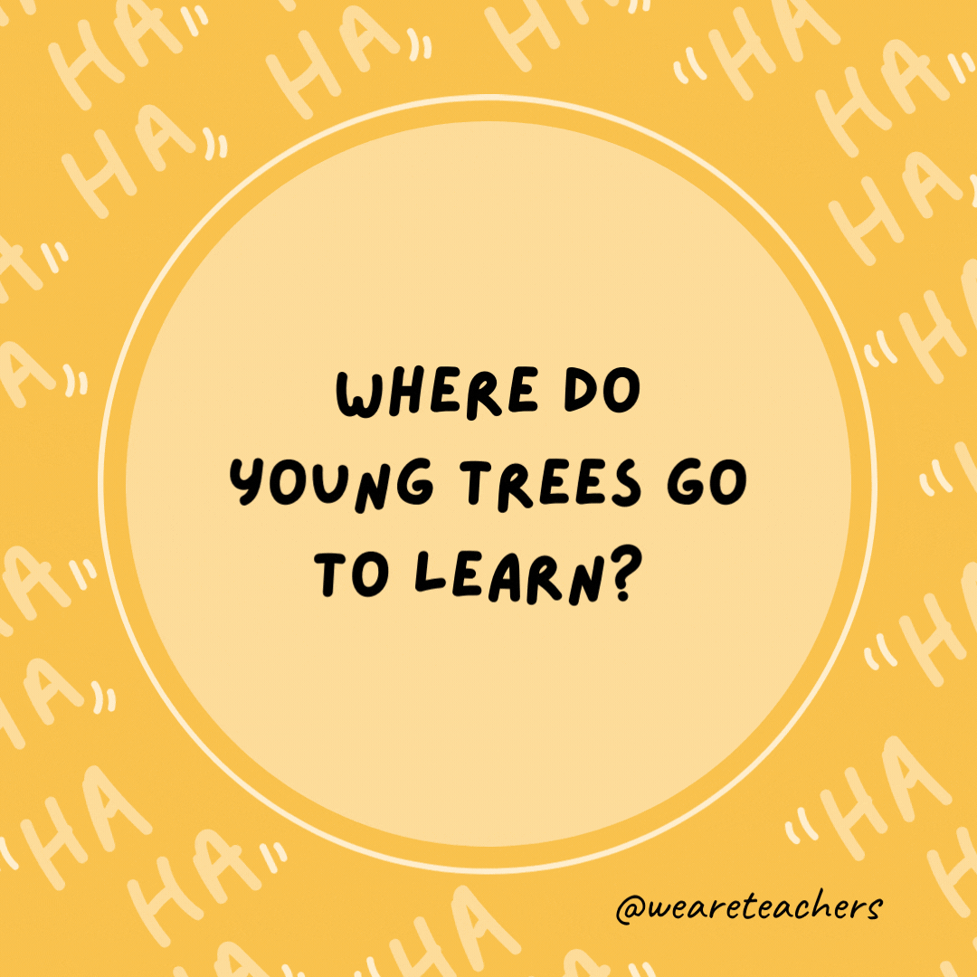 Where do young trees go to learn?  Elementree school.