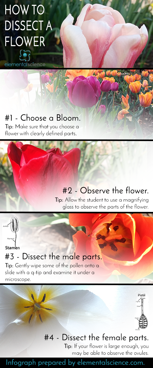 Outdoor science activities can include flowers like this image that shows step-by-step dissection of a flower.