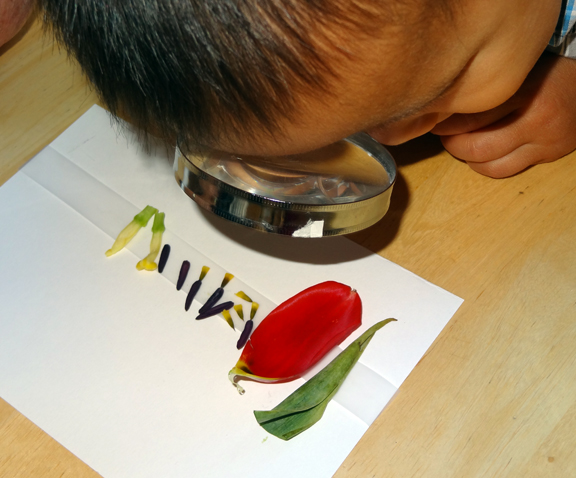 A preschooler uses a magnifying glass to closely examine parts of a flower as an example of spring activities for preschoolers