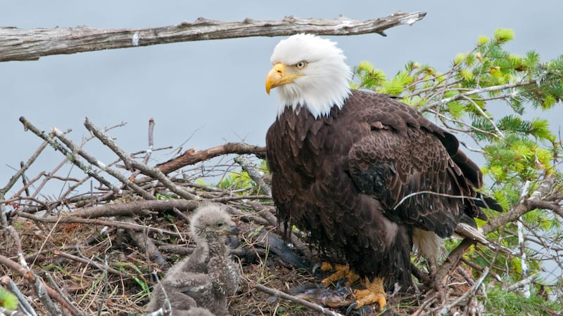 Eagle and chicks in nest