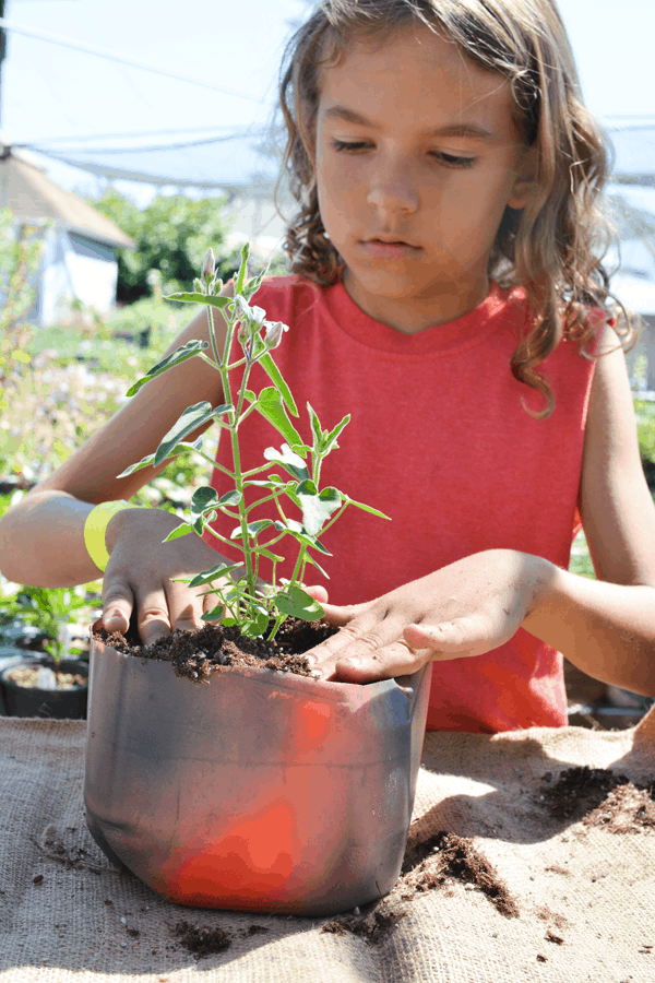young girl in a red shirt planting a plant in a recycled milk jug 