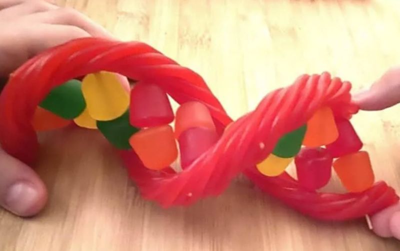 Edible DNA model made with Twizzlers, gumdrops, and toothpicks
