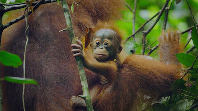 Baby orangutang clinging to its mother, from the Netflix show Animal