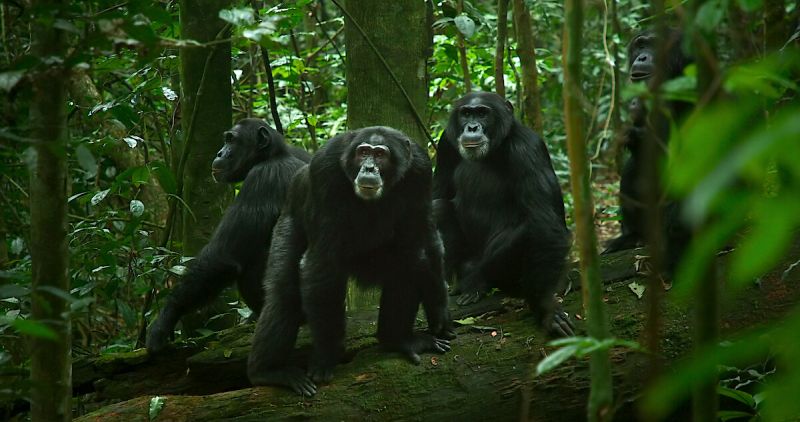 Group of chimpanzees in the forest, from Netflix show Chimp Empire