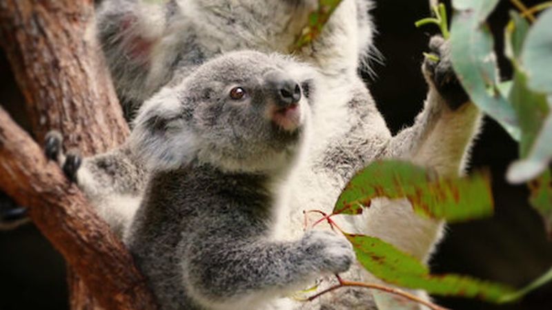 Koala sitting in a tree, as featured in Netflix show 72 Cutest Animals