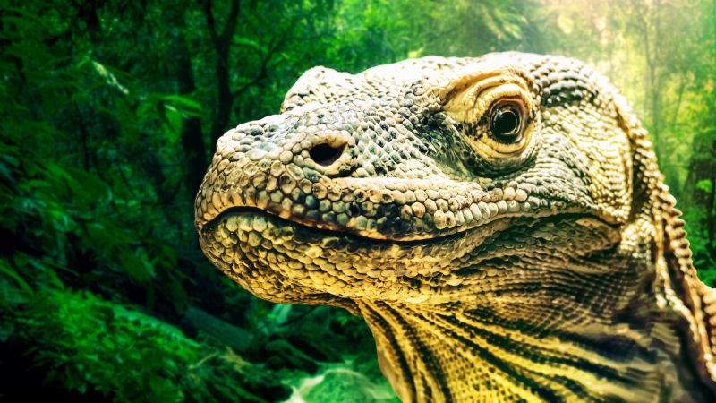 Closeup of komodo dragon head, one of the creatures in Netflix show 72 Danger Animals
