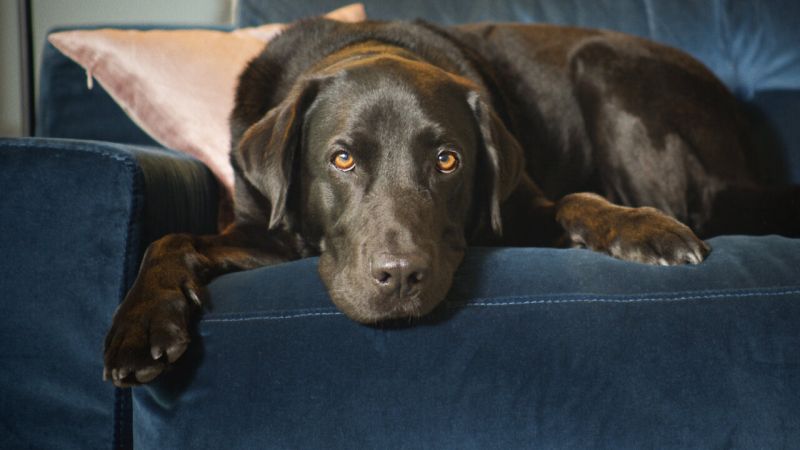 Large black dog lying on a couch, from Netflix series Hidden Lives of Pets