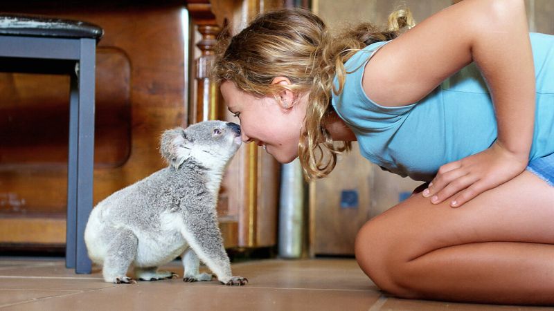 Host of Izzy's Koala World with a small koala