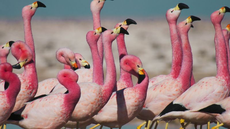 A flock of pink flamingoes