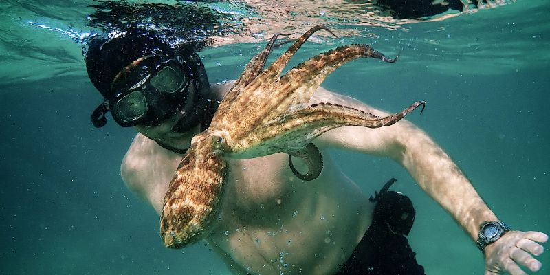 Man swimming underwater with a small octopus