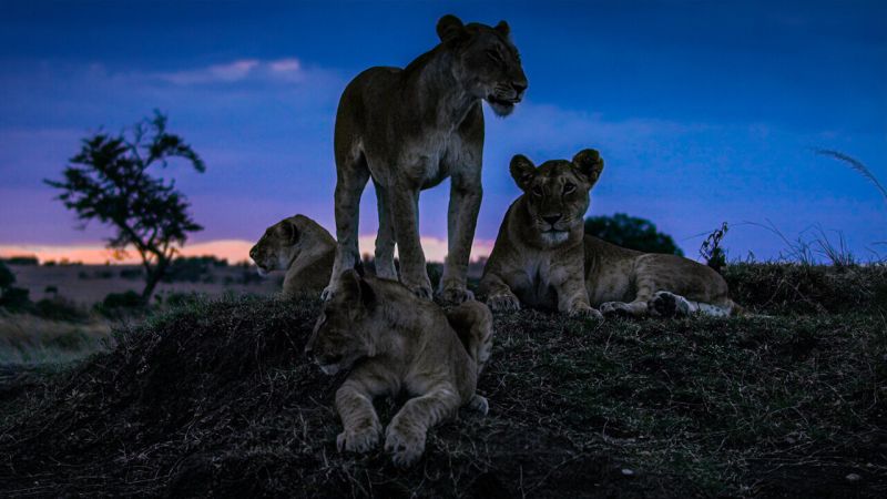 A pride of lions against a twilight sky
