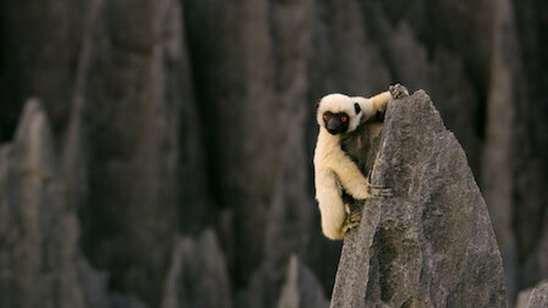 White monkey perched on the side of a steep rock, from Our Great National Parks series
