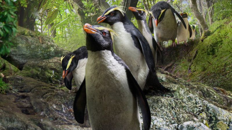 Group of penguins walking through a forest