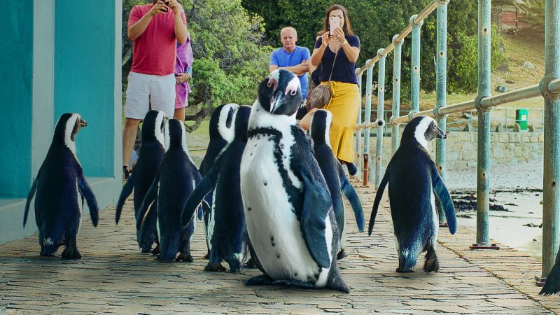 A group of African penguins standing around while tourists take their picture