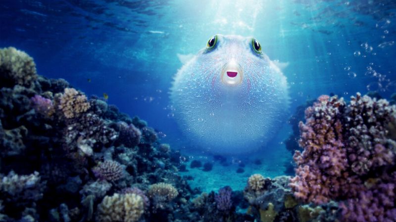 Screenshot from Puff: Wonders of the Reef Netflix show