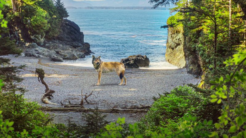 Sea wolf standing on the beach on Vancouver Island