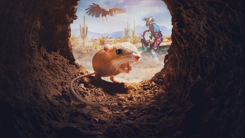 Small mouse hiding in a hole as a bird swoops in from above and a person rides past on a dirt bike