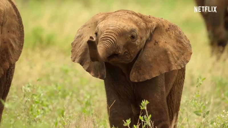 A baby elephant, from the Netflix series Wild Babies