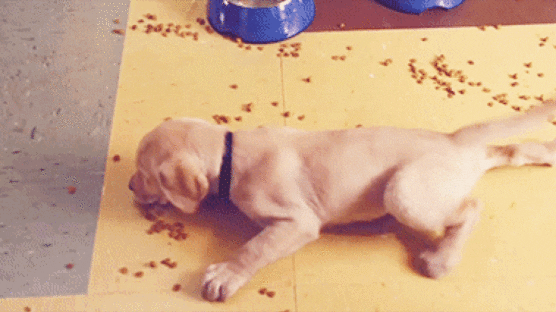 Good Classroom Management Is a Lot Like Training a Puppy