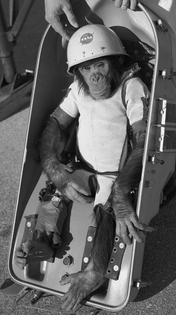 HAM the NASA astronaut chimpanzee