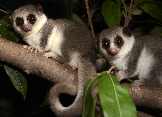Two fat-tailed dwarf lemurs on a branch