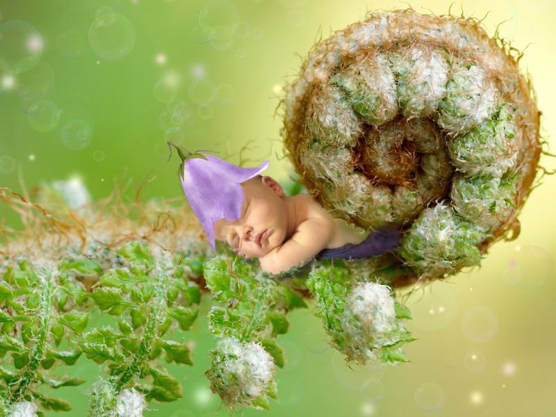 Rolled fern front photoshopped to look as if a baby is sleeping inside