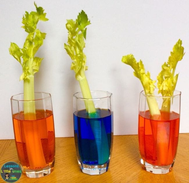 Three glasses of water dyed different colors with a celery stalk in each (First Grade Science Experiments)