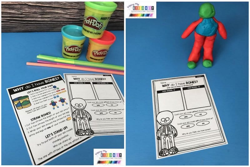 Worksheet entitled Why Do I Have Bones with Play-Doh, drinking straws, and simple model of human figure (First Grade Science)