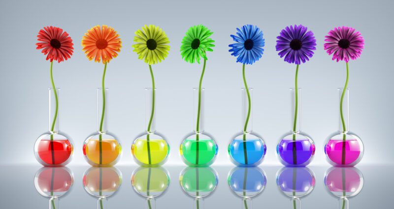 Eight daisies are shown in different neon colors. The water in the vases they are in are the same color as the daisies. (easy science experiments)