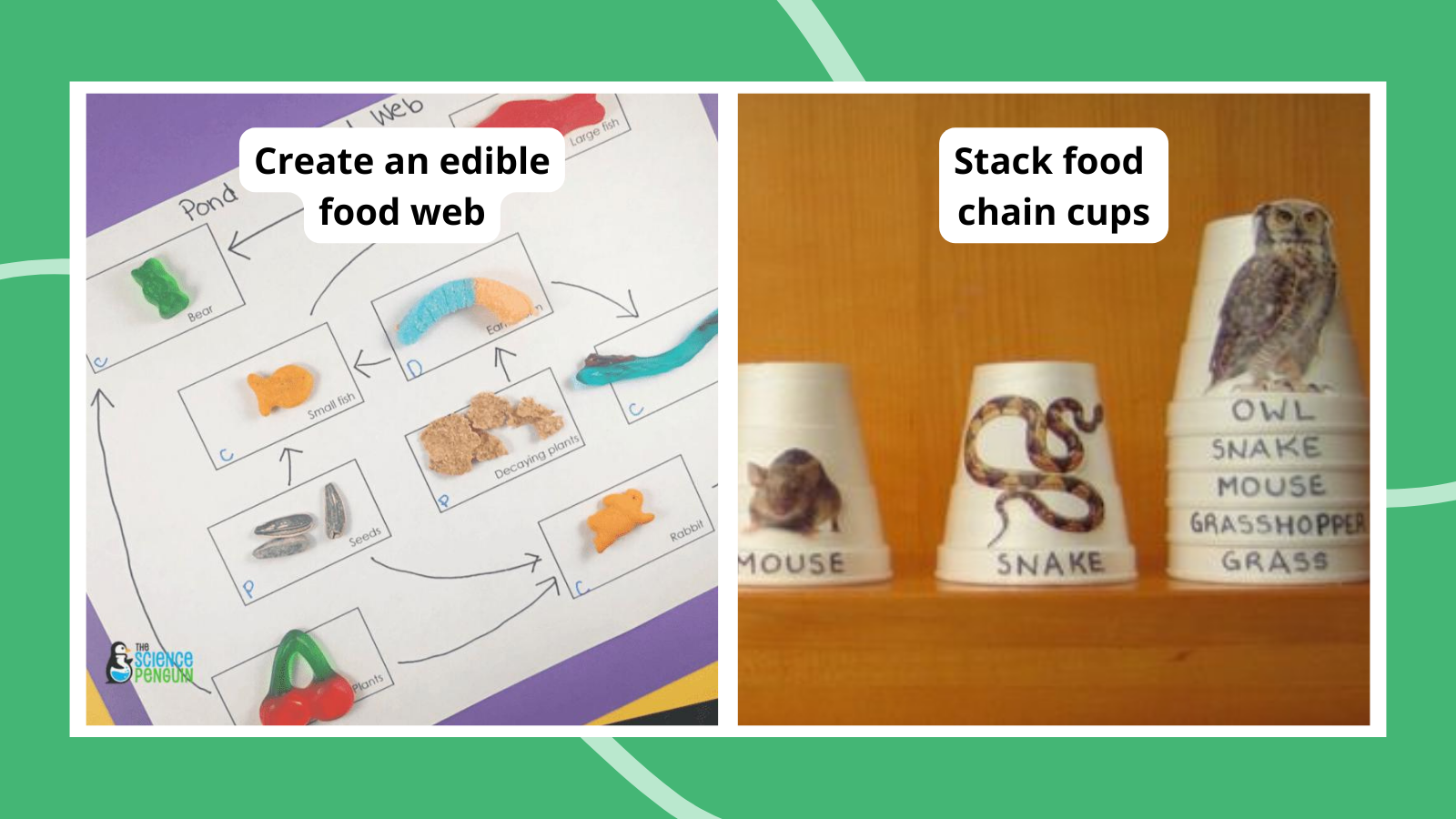 Examples of food web and food chain activities, including stacking food chain cups and creating an edible food web.