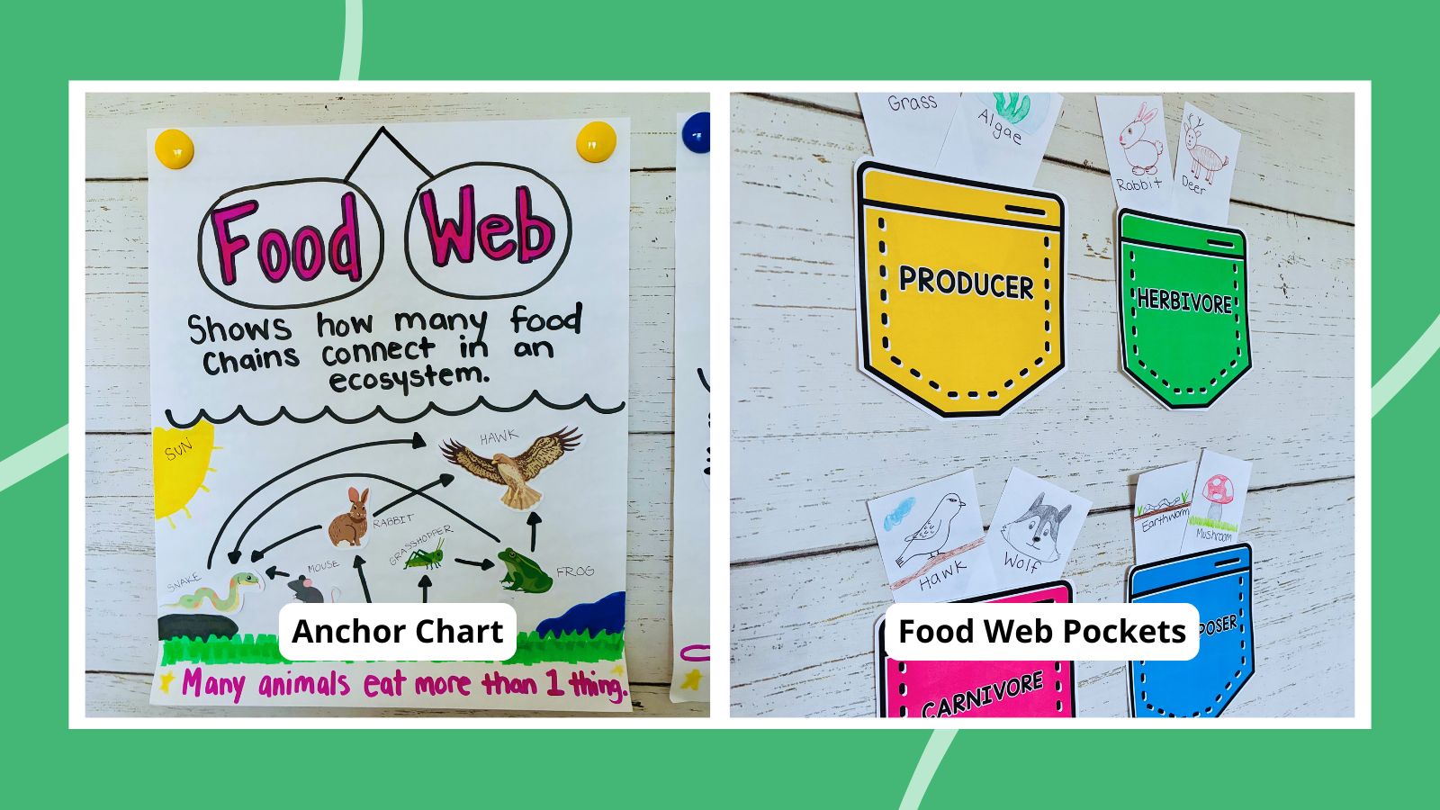 an image of two food webs activities that support student learning: a food web anchor chart and food web pockets