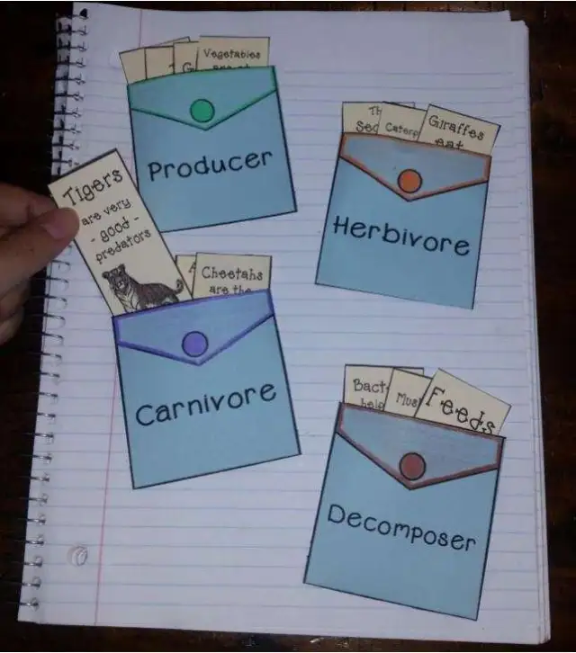 A notebook has small pockets on it that include slips of paper. The pockets are labeled things like carnivore and producer.