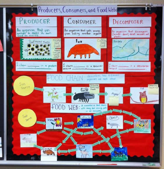 A red bulletin board shows a food web.