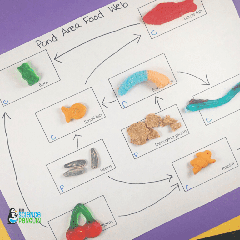 A piece of paper shows a food chain. Snacks stand in for different animals and creatures like goldfish crackers.